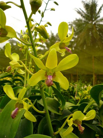 Singapore Orchids Dendrobium Orchids - Royal Green