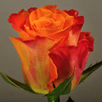 Kenyan Flowers Standard Roses - MARIYO