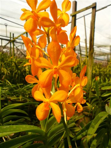 Singapore Orchids Mokara Orchids - Mokara Small Orange