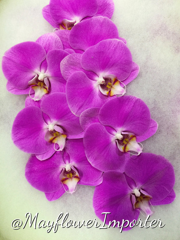Phalaenopsis Orchids Cut Stems - Natural Varieties NA (2)