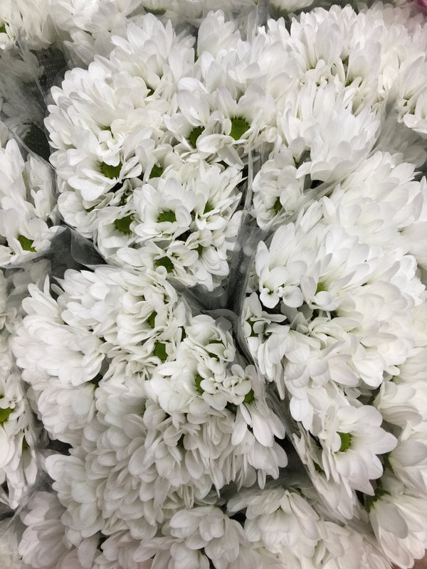 Spray Chrysanthemums - Goethe White