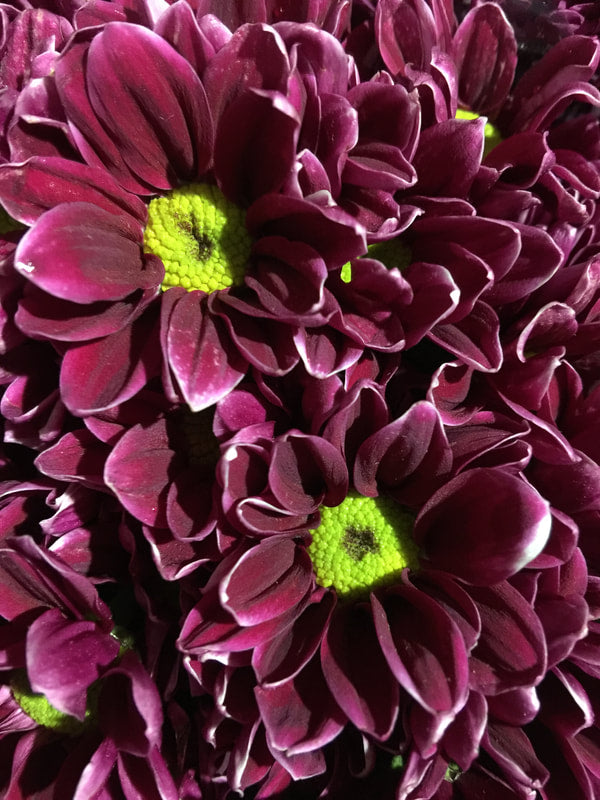 Spray Chrysanthemums - Hydra Purple