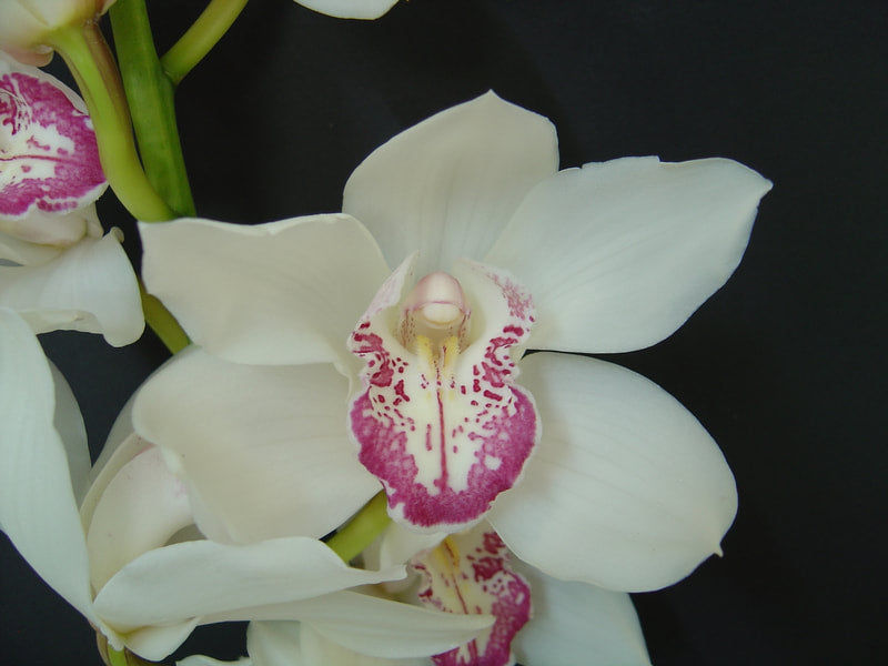 Cymbidium Orchids Standard Cymbidiums -LIPSTICK WHITE